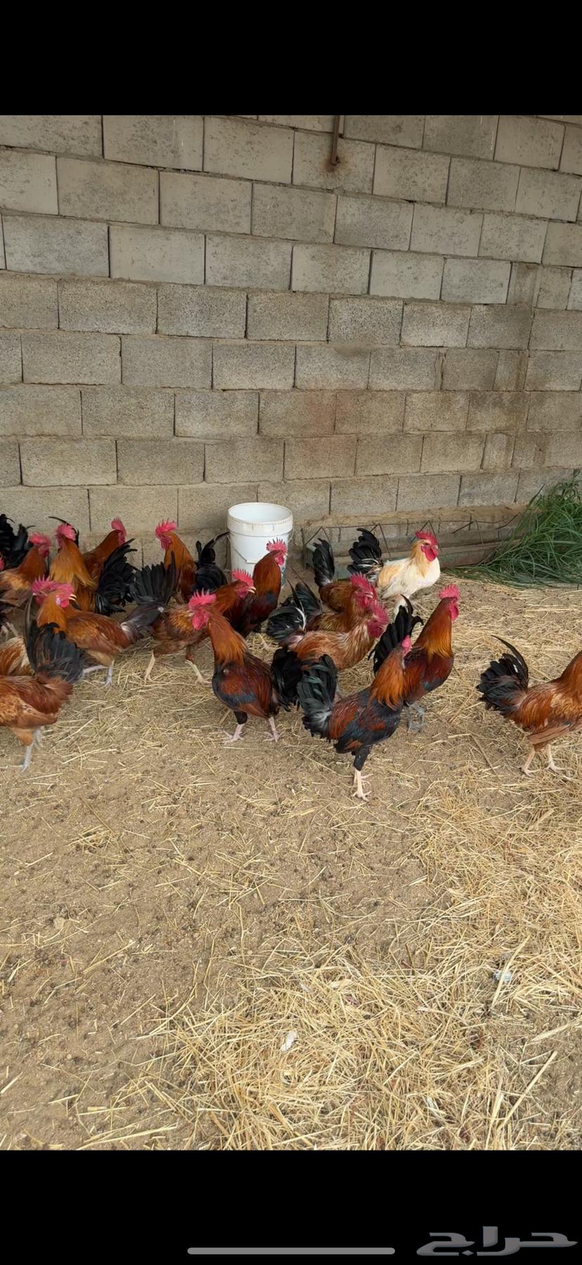 للبيع 21 ديك تم البيع64225556852739112