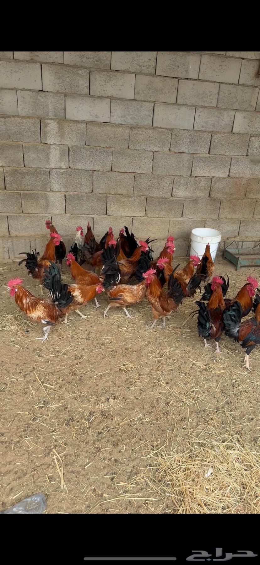 للبيع 21 ديك تم البيع64225556852739113