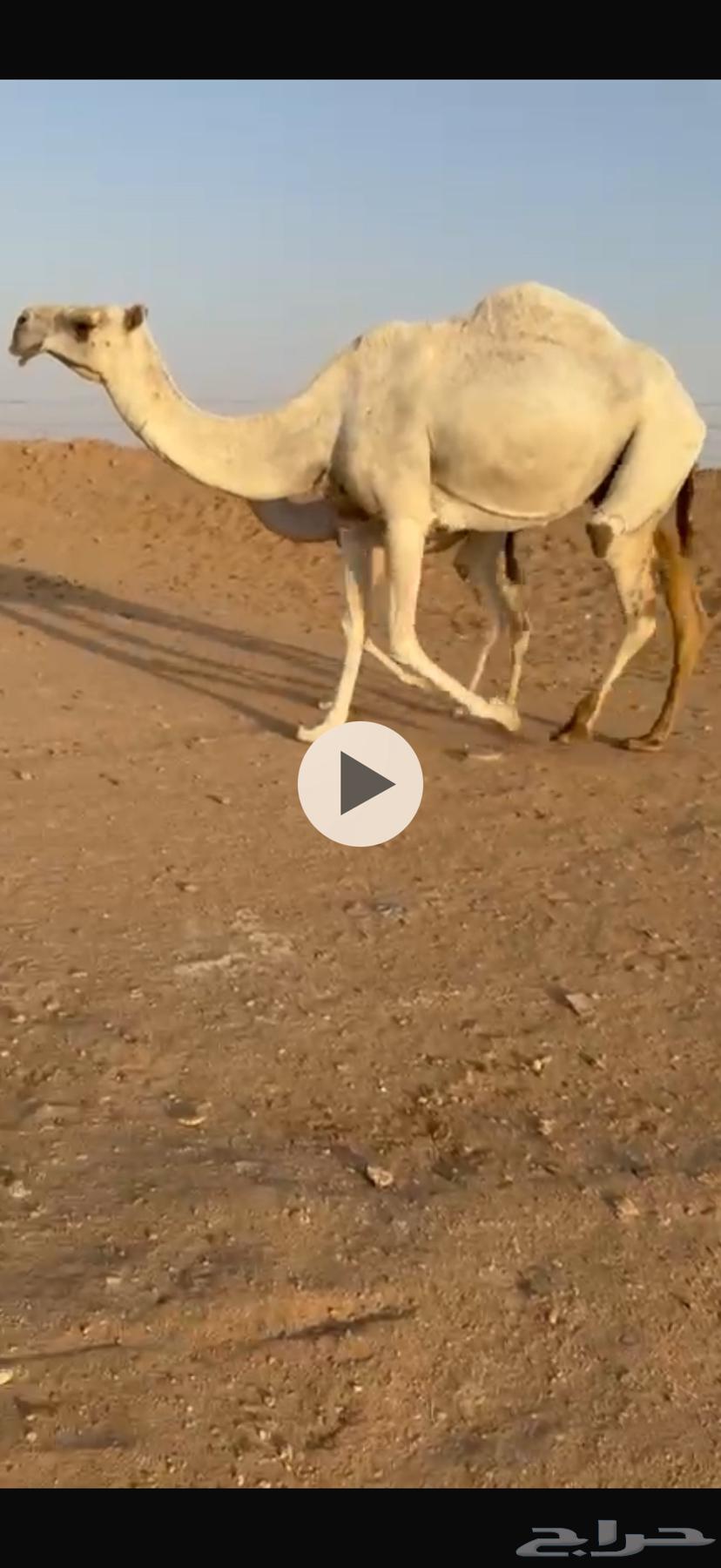 ناقة للبيع64213181088769110