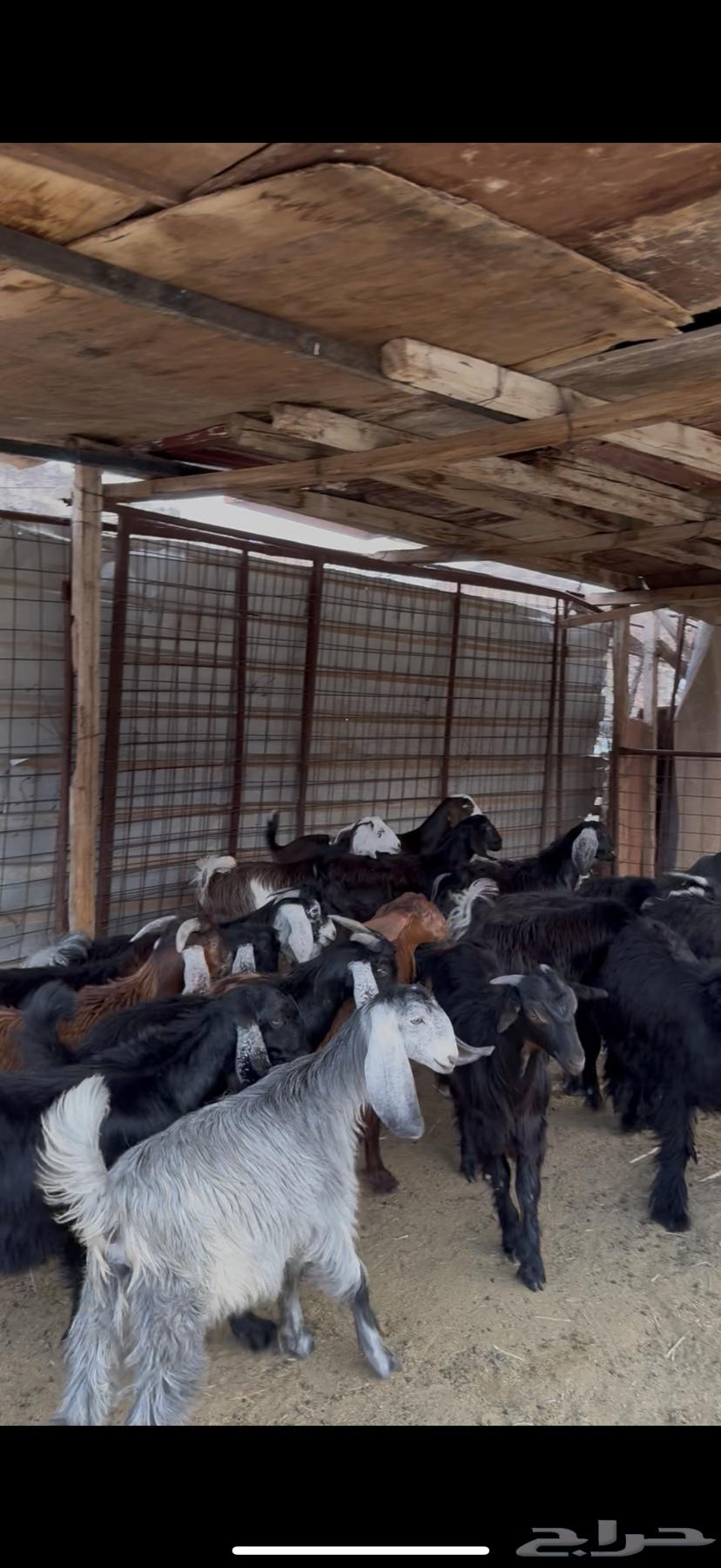 بهم تيوس وجفار للبيع64228386478082111