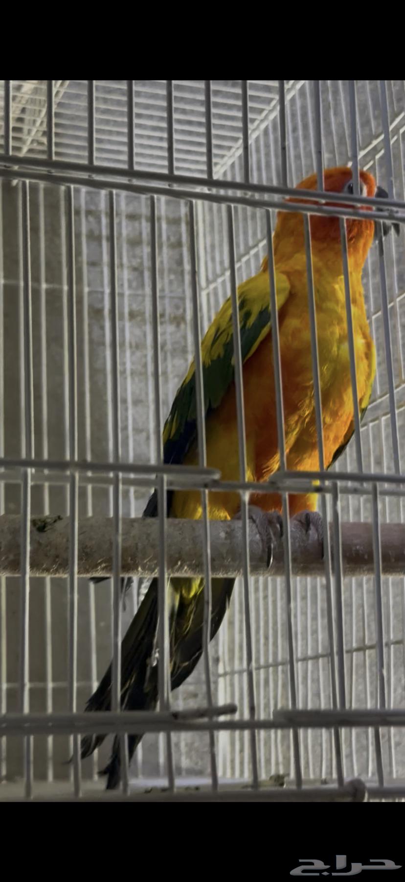 ذكر صن كنيور ( منتج )64215640710402111