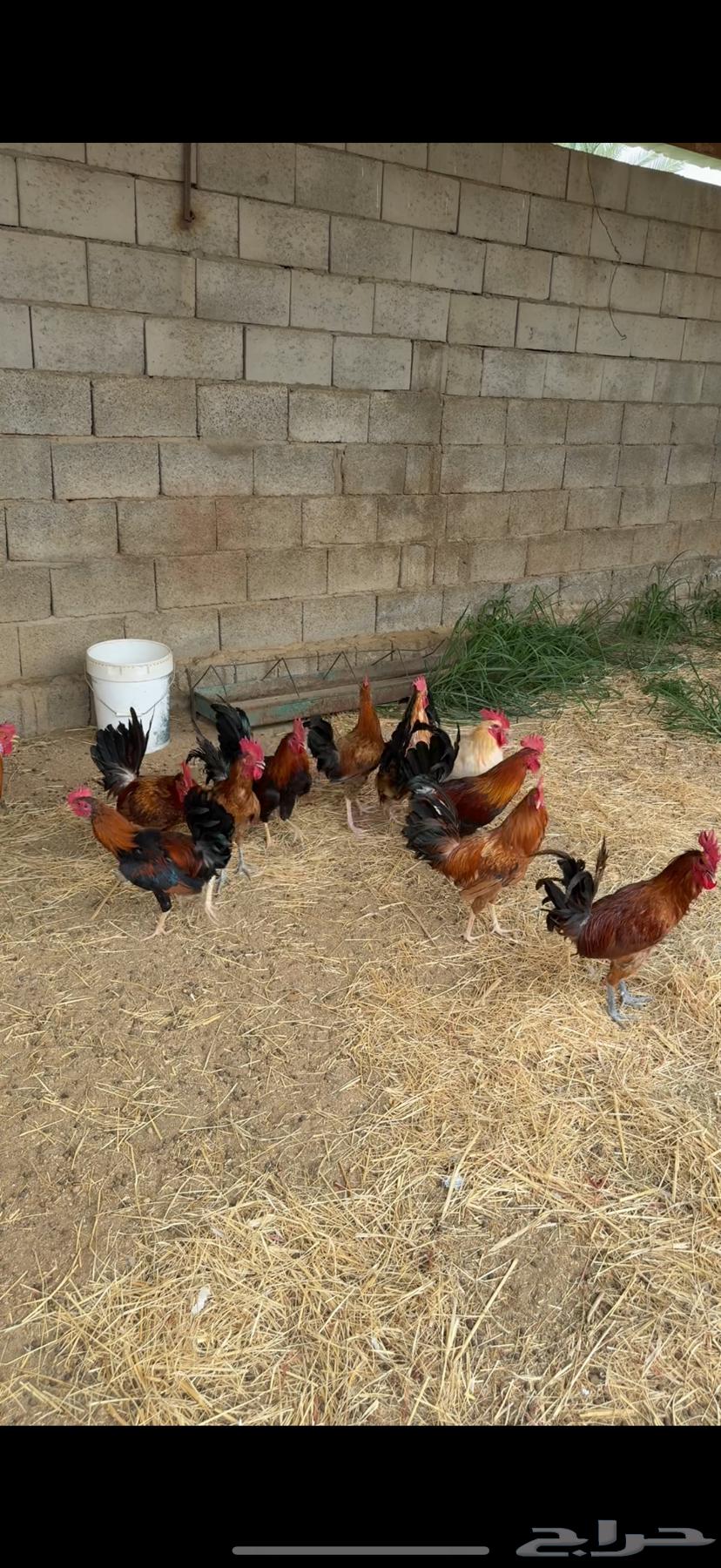 للبيع 21 ديك تم البيع64225556852739111