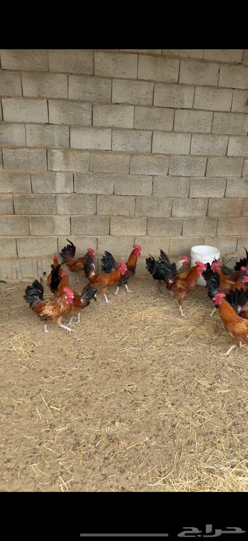 للبيع 21 ديك تم البيع64225556852739110