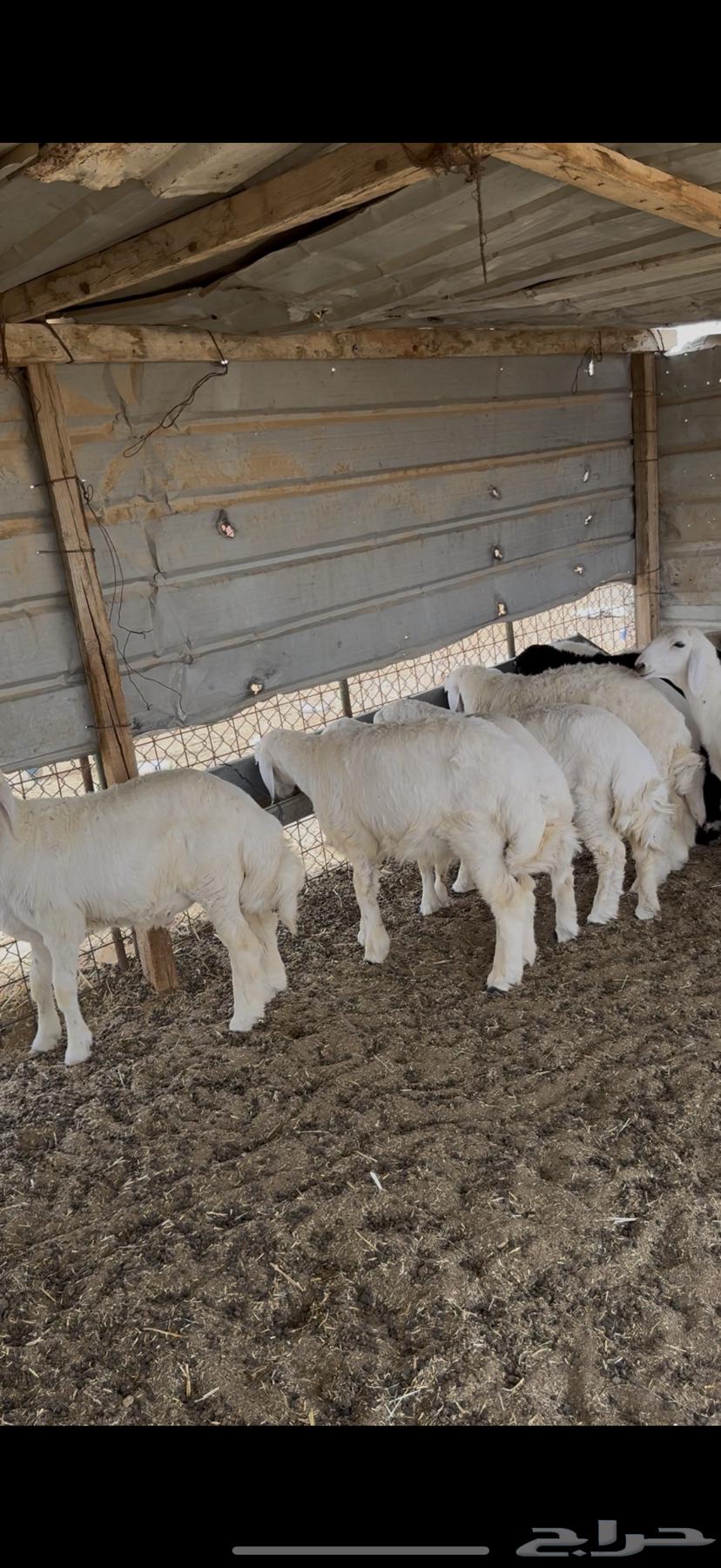 ذبايح ذبيحه نعيمي حري تمارا64217291008899111