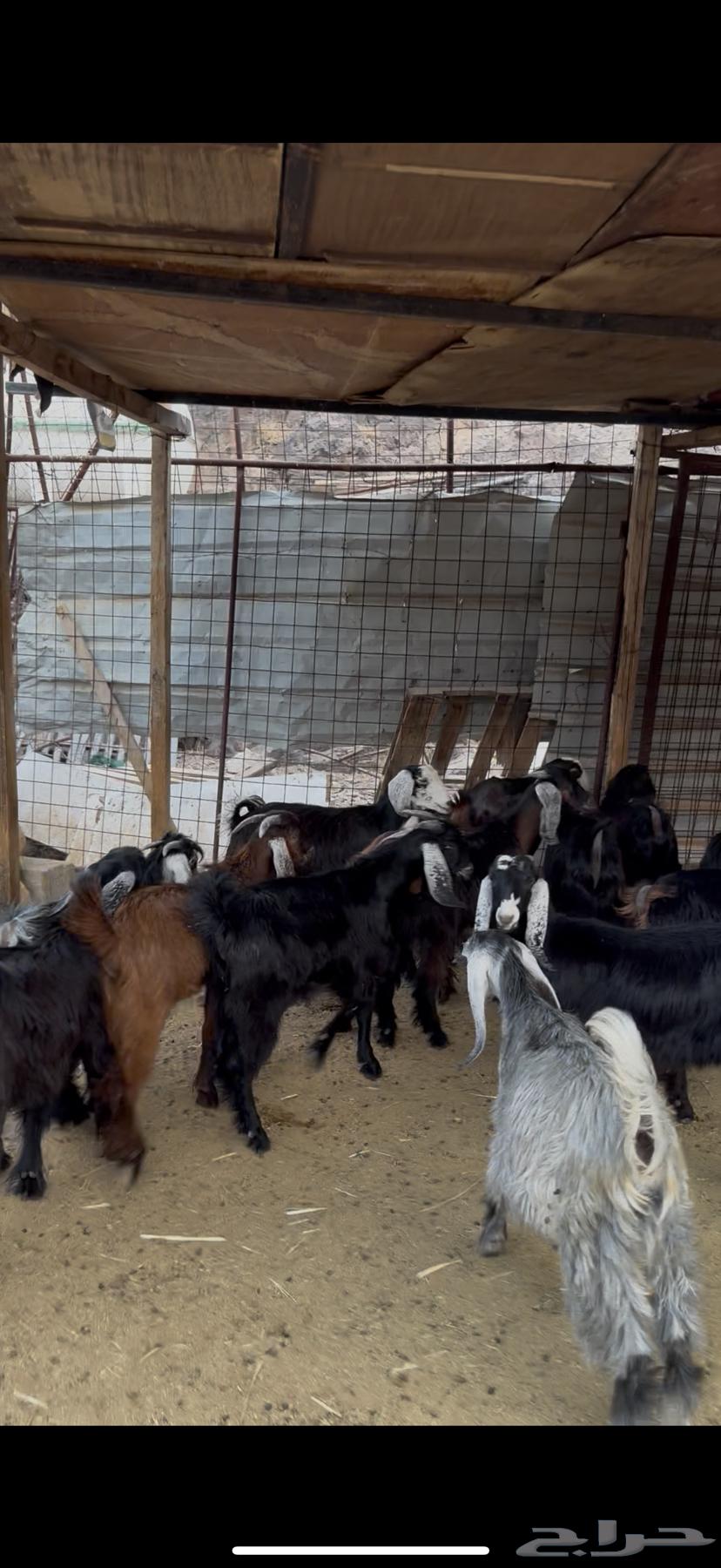 بهم تيوس وجفار للبيع64228386478082114