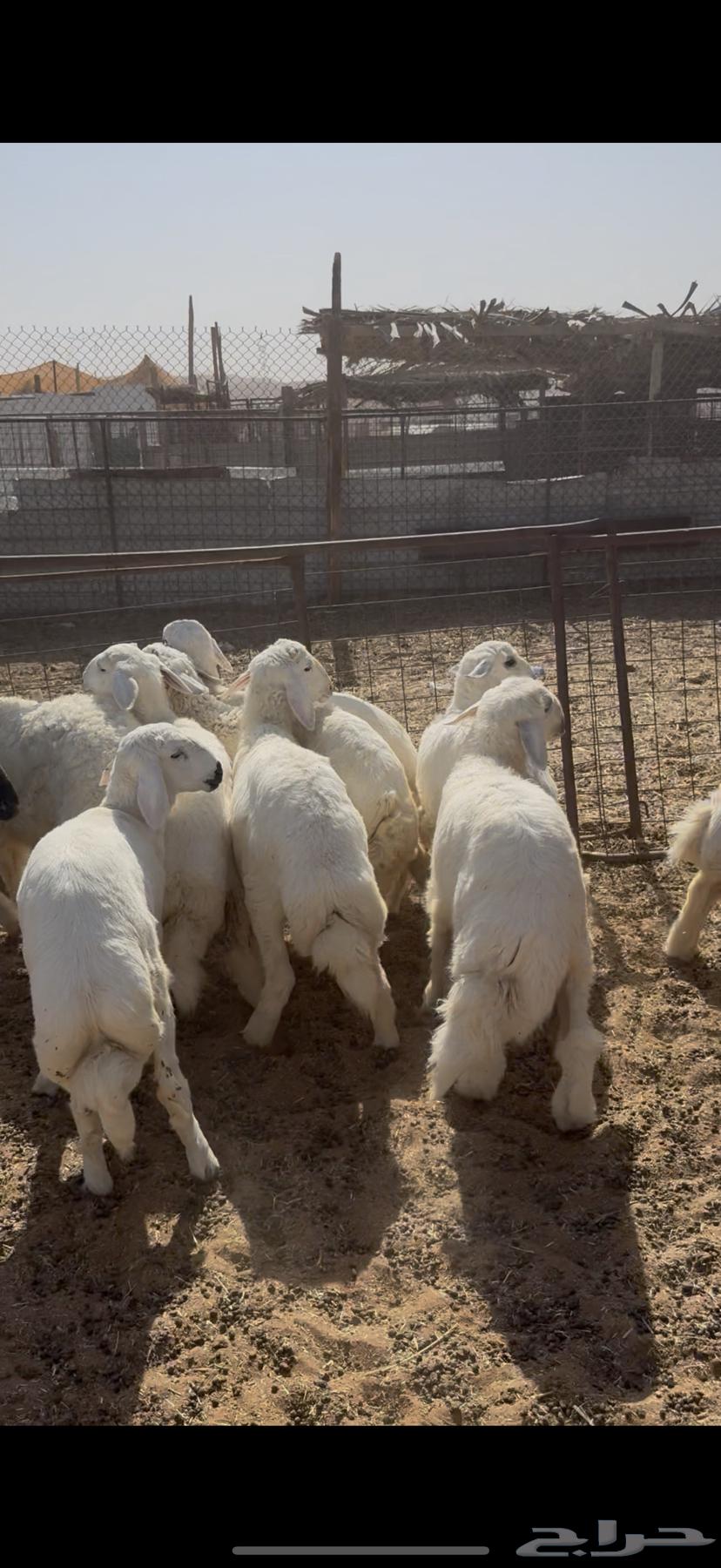 ذبايح ذبيحه نعيمي حري تمارا64217291008899110