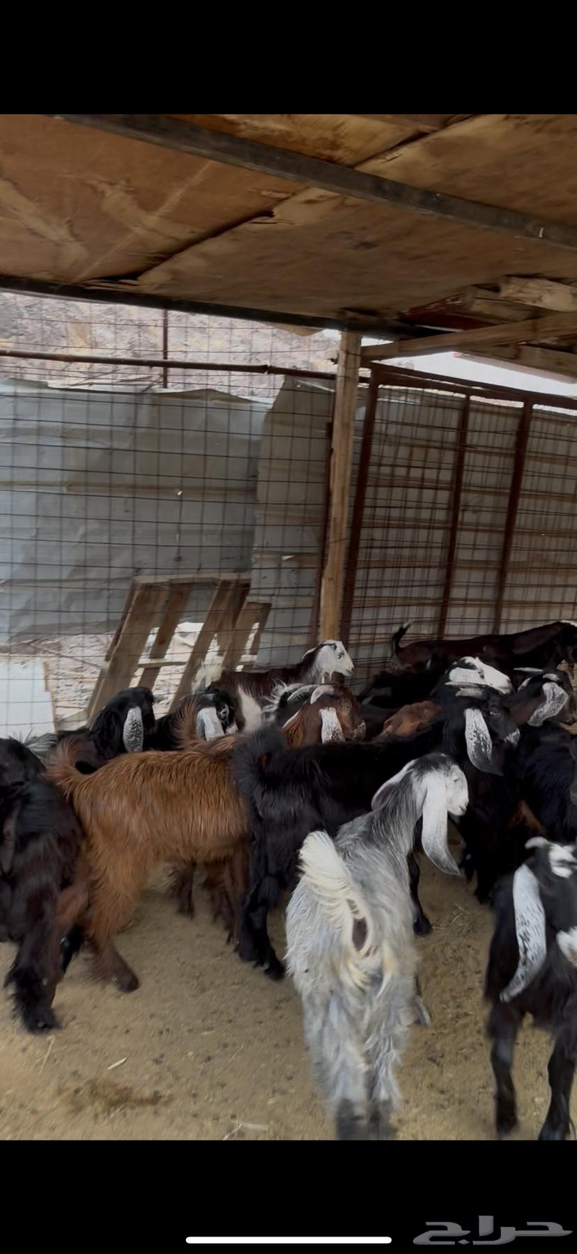 بهم تيوس وجفار للبيع64228386478082112