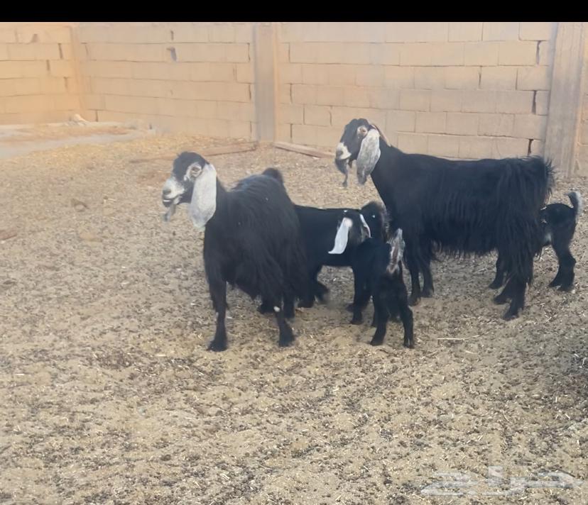 للبيع عنزين وحده متوم والثانيه واحد سلم وروم64224992025474110