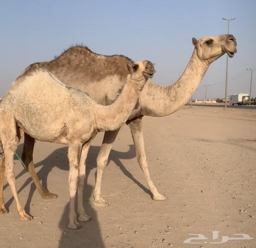 I will buy it tomorrow, it's good. Sold64229793983747113