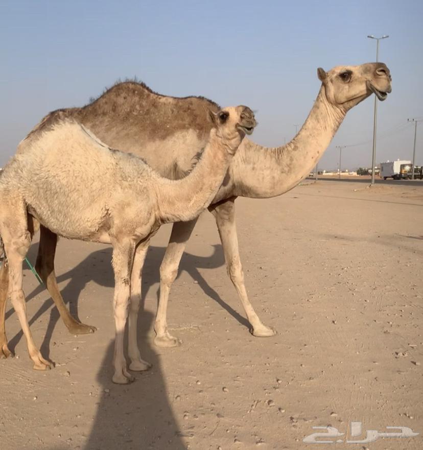 I will buy it tomorrow, it's good. Sold64229793983747111