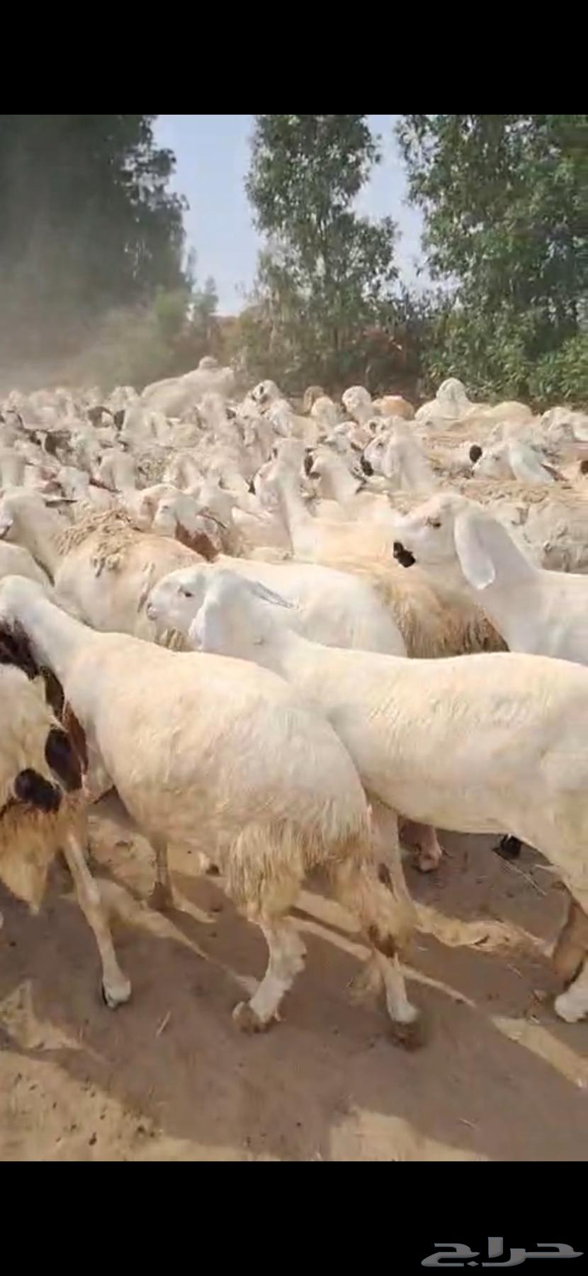 رخال سواكني دمازين مرابي دفيع شرط64226975104514110