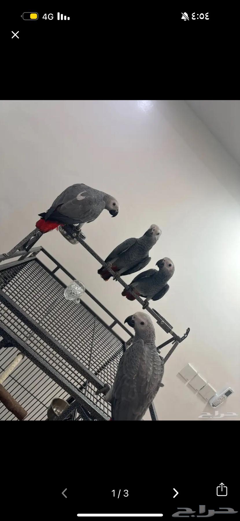 Afrokh Cassowary64212345559938112