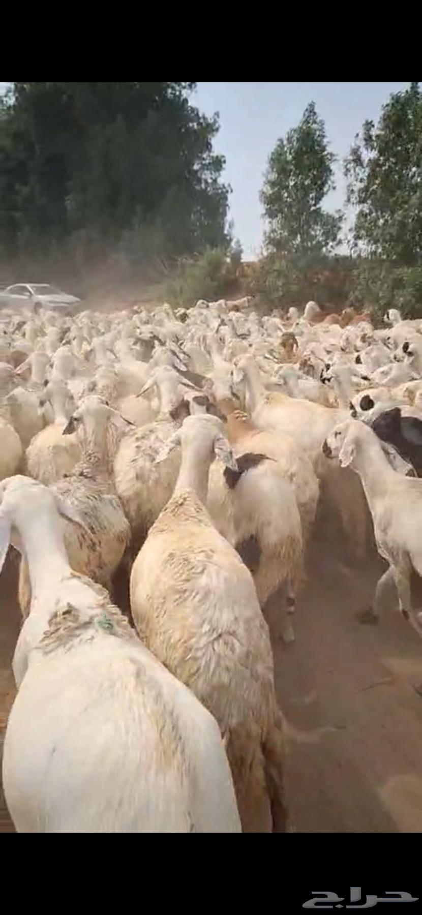 رخال سواكني دمازين مرابي دفيع شرط64226975104514111