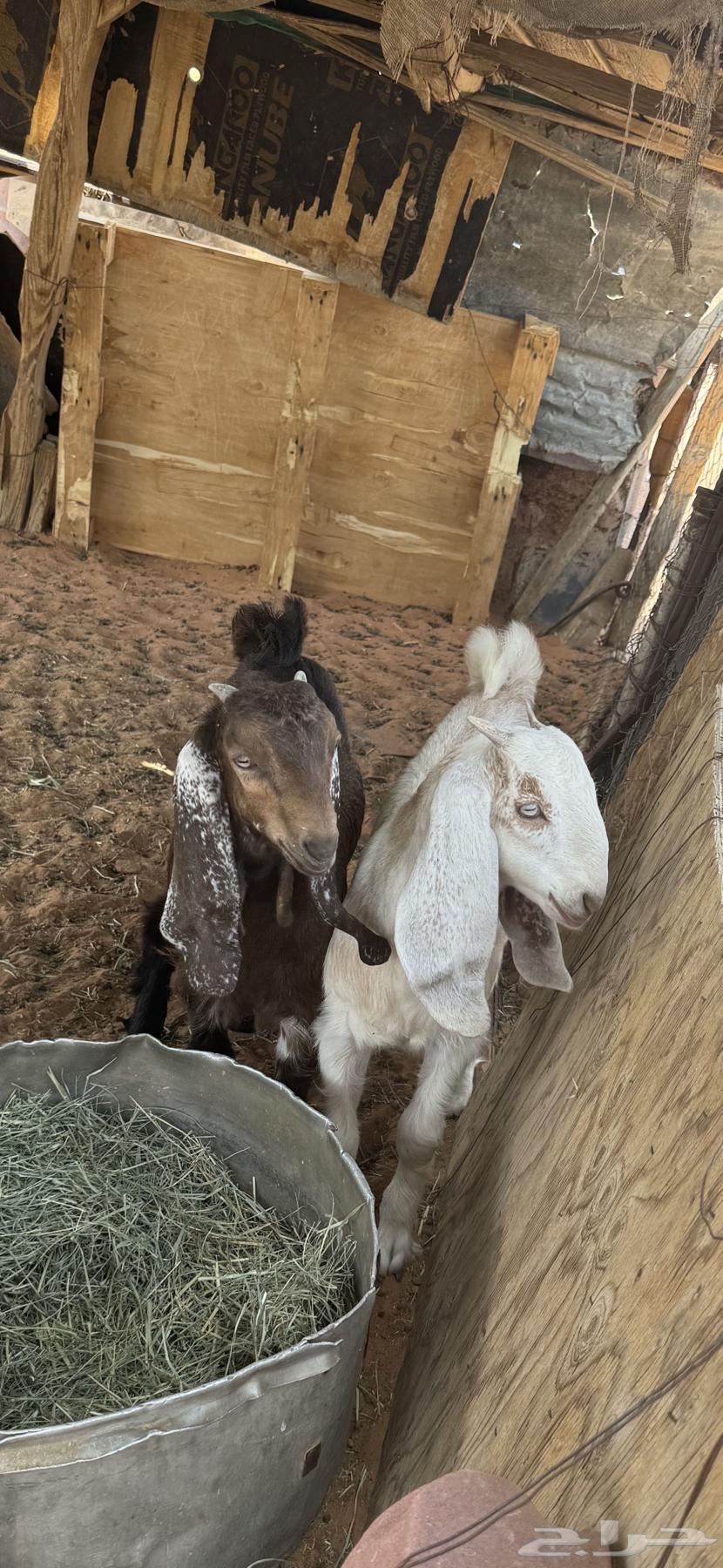 Tios Monadi64211707173634110