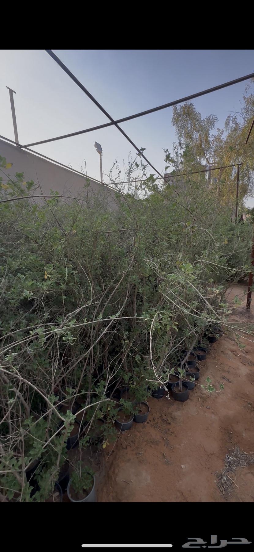 اشجار وايتكس مراكن كبيره و صغيره64221909282178111