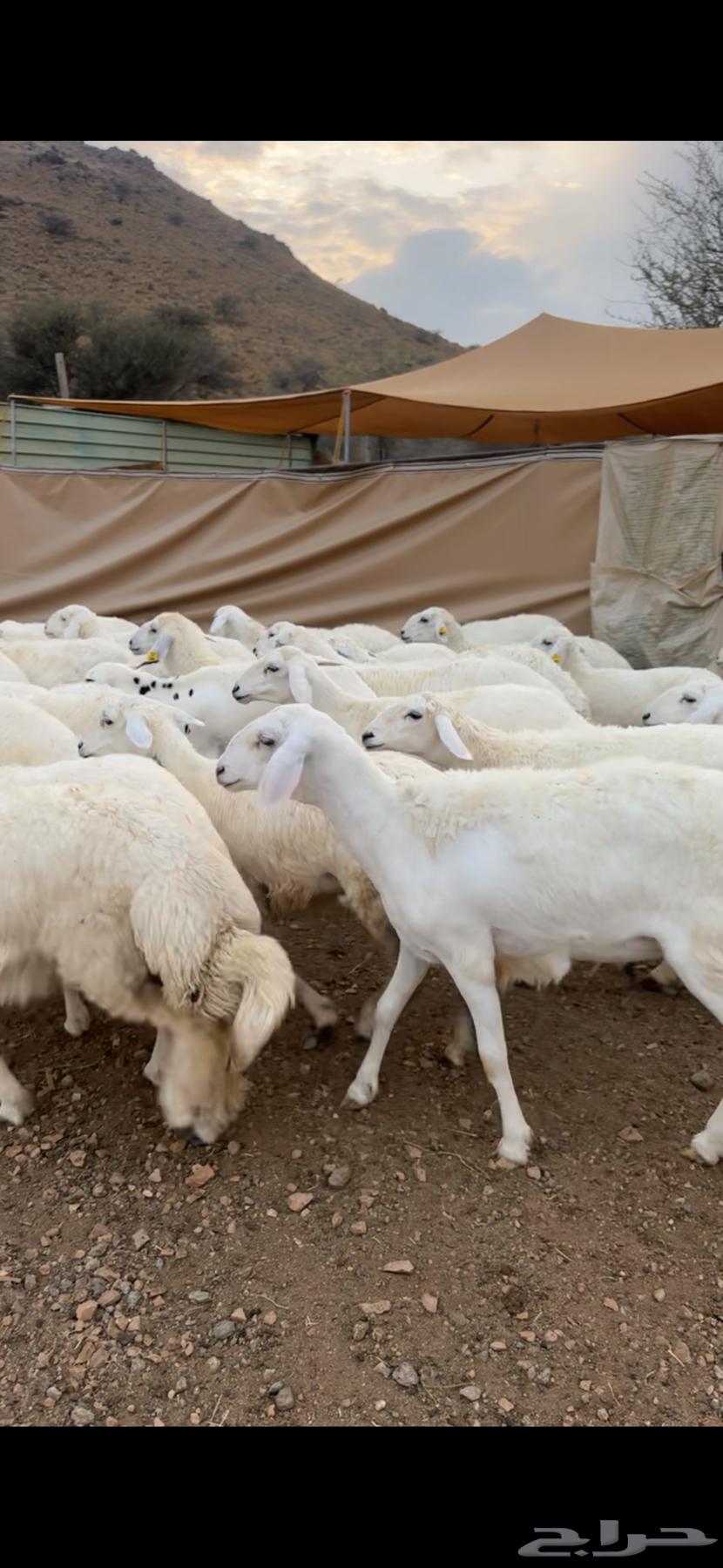 للبيع رخال حريه64228014090115111