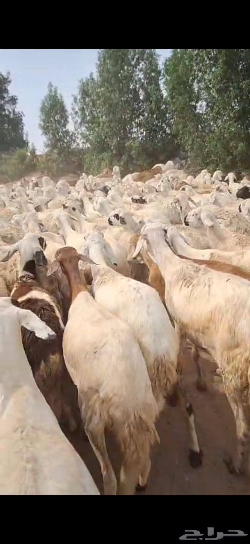 رخال سواكني دمازين مرابي دفيع شرط64226975104514114