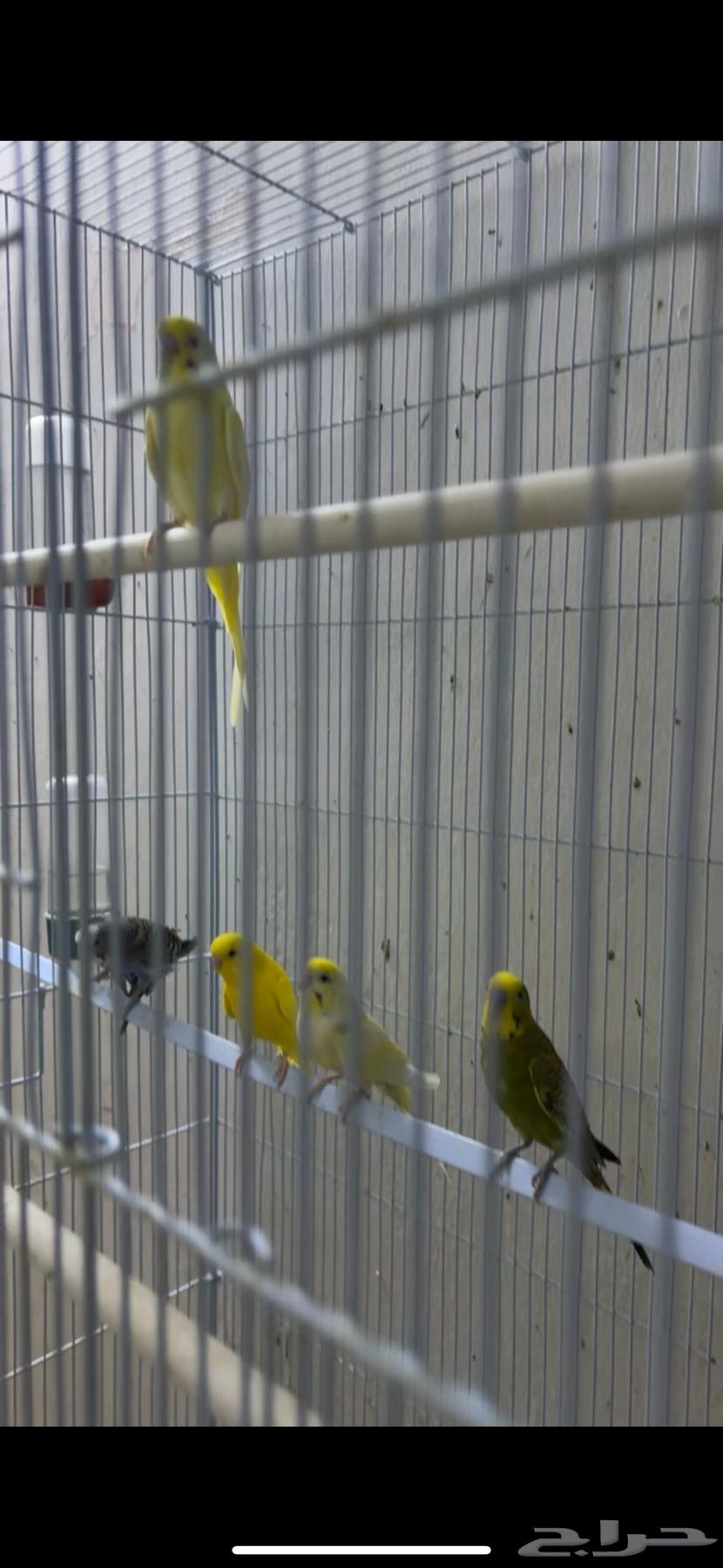 طيور حب عرض64225193814531110