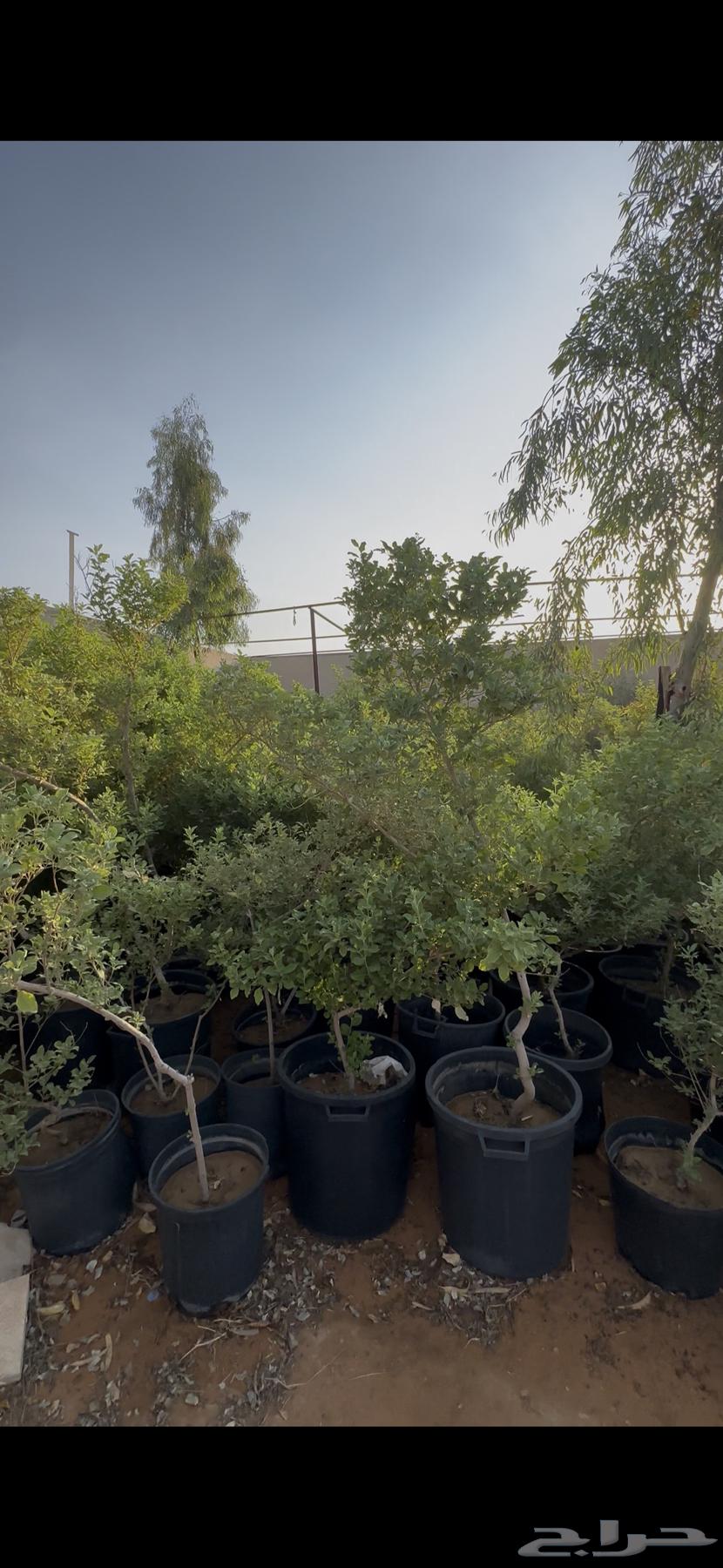اشجار وايتكس مراكن كبيره و صغيره64221909282178110