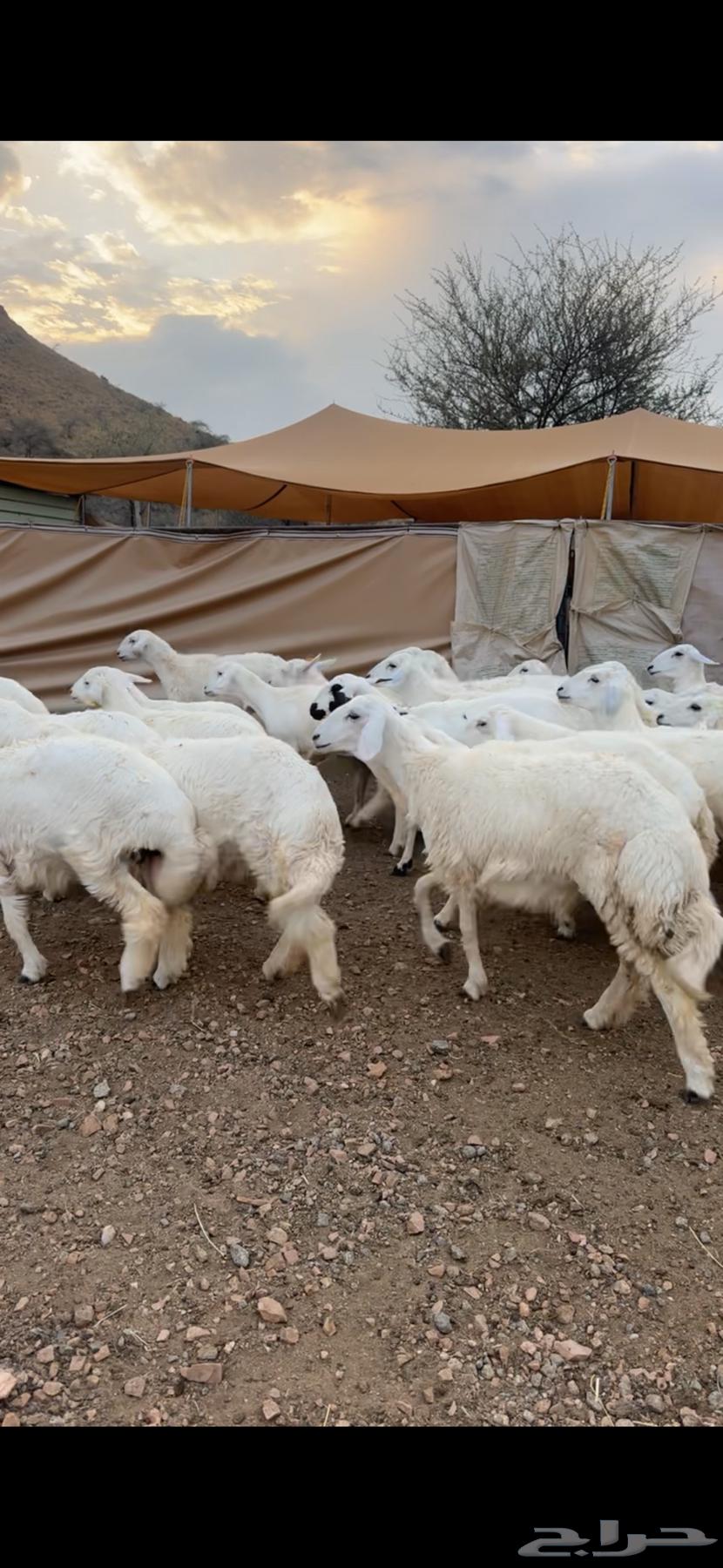 للبيع رخال حريه64228014090115112