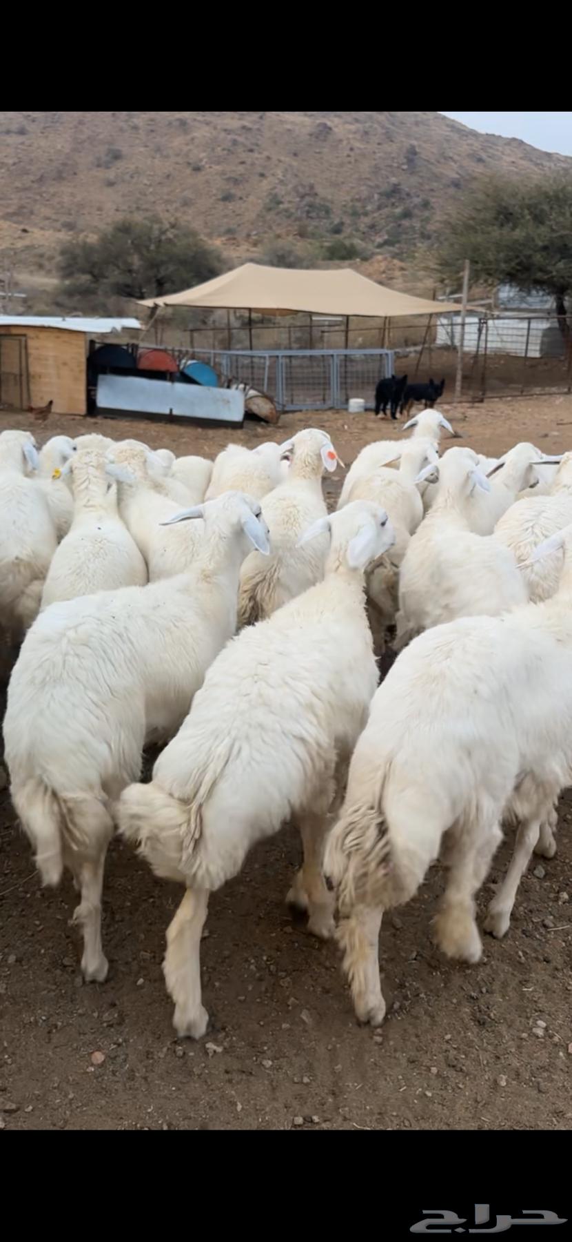 للبيع رخال حريه64228014090115110