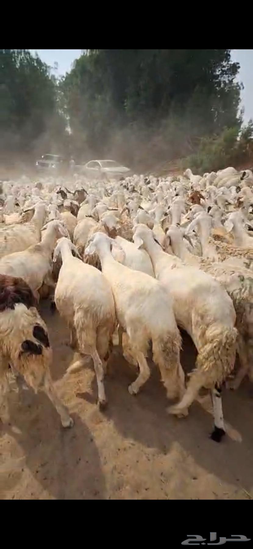 رخال سواكني دمازين مرابي دفيع شرط64226975104514112