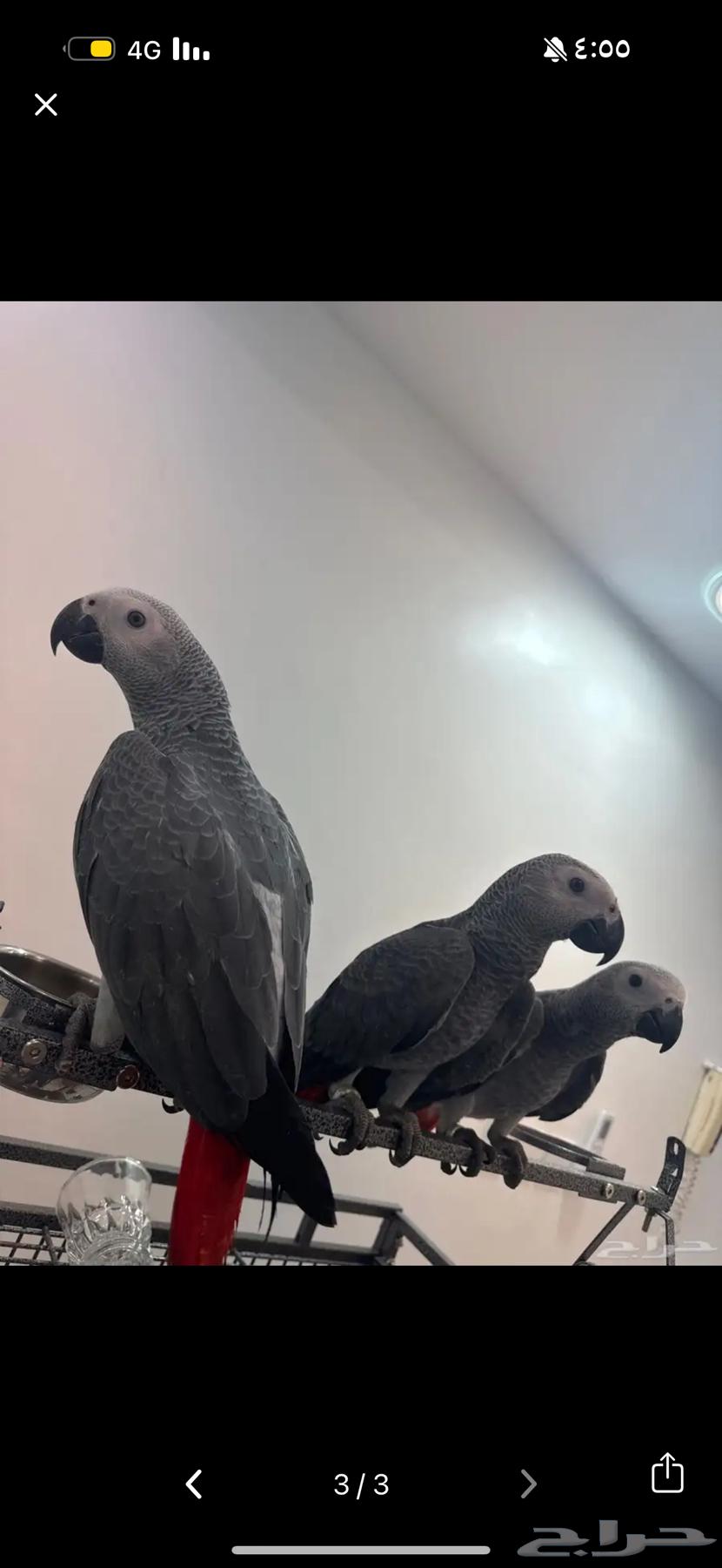 Afrokh Cassowary64212345559938110