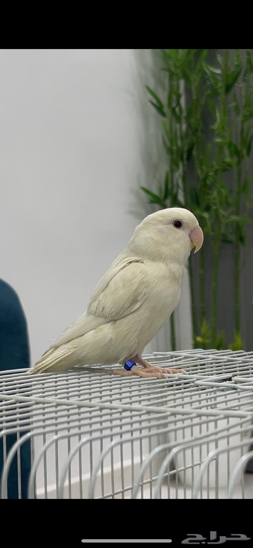 للبيع انثى روز البينو عيون حمر شرط نظافة64222787509122110