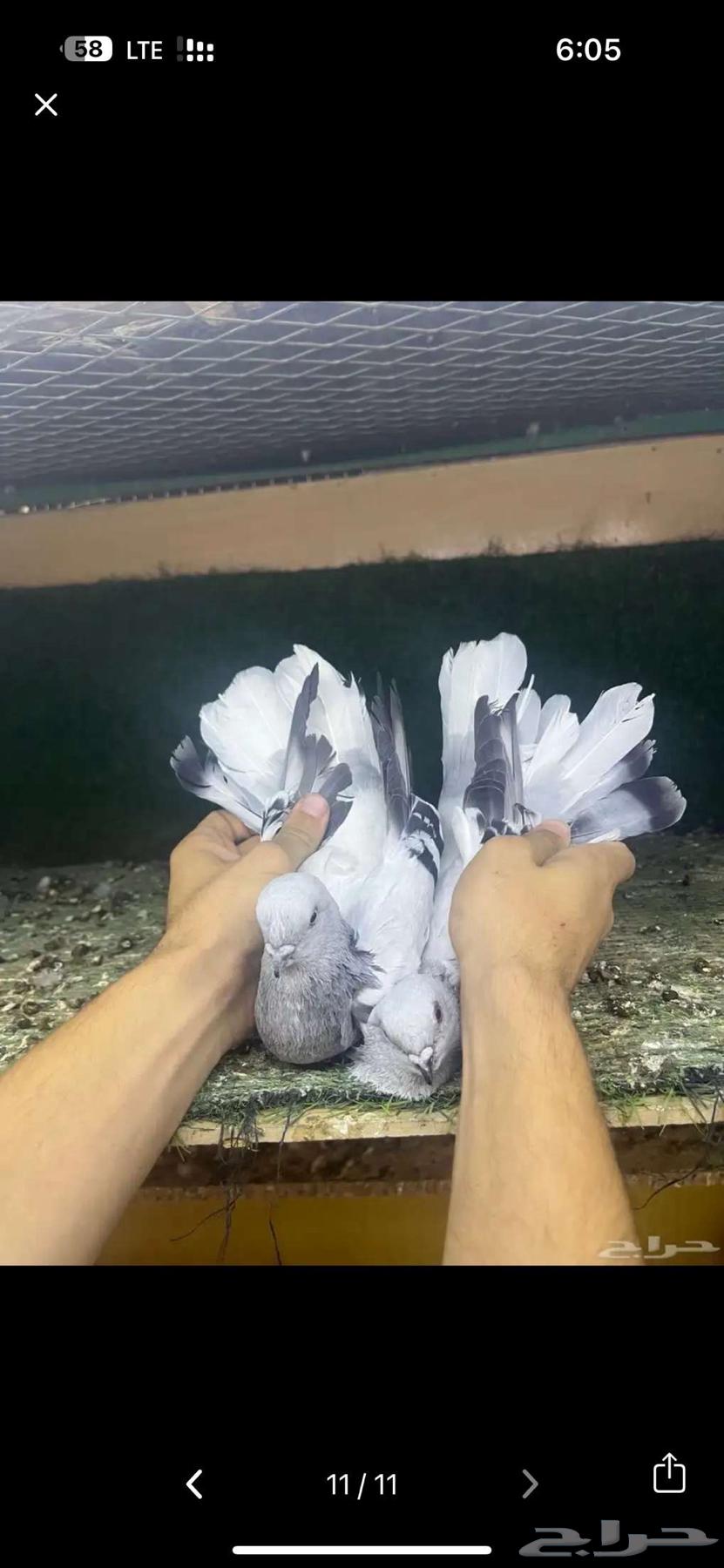 زوج بوز ثلجي منتج64222557186946111