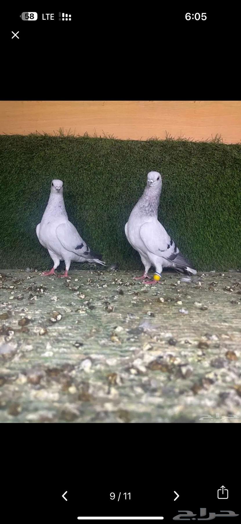 زوج بوز ثلجي منتج64222557186946110