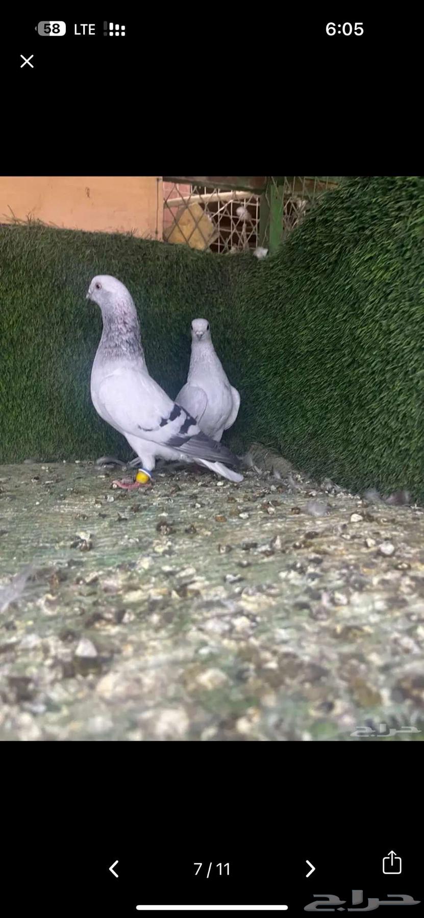 زوج بوز ثلجي منتج64222557186946112