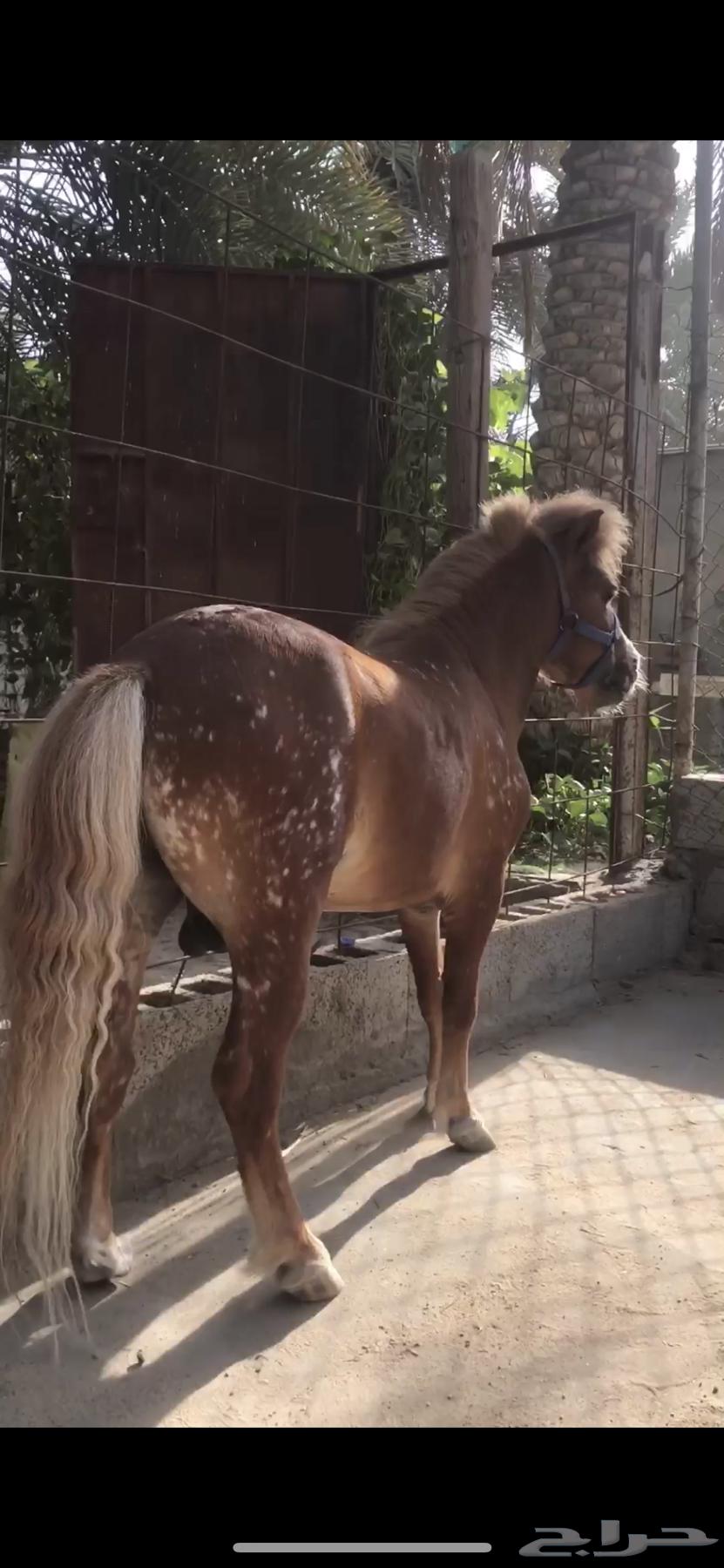 للبيع سيسي فحل64224533853570111