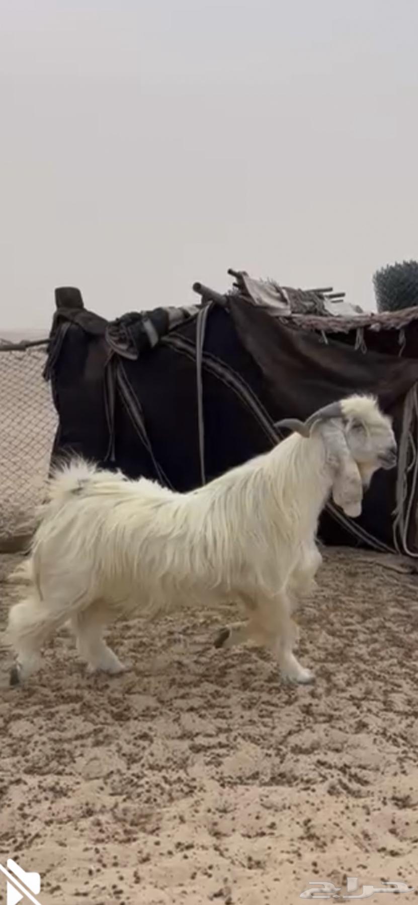 فحل عارضي للبيع64211935820290111