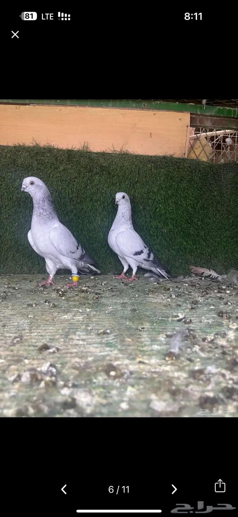 زوج بوز ثلجي منتج64222557186946114