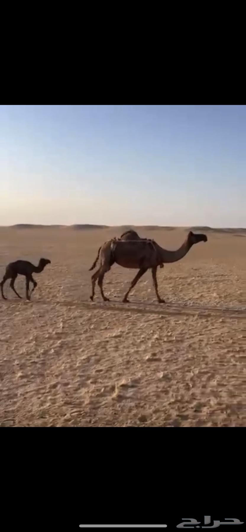 خلفة للبيع64219041841026110