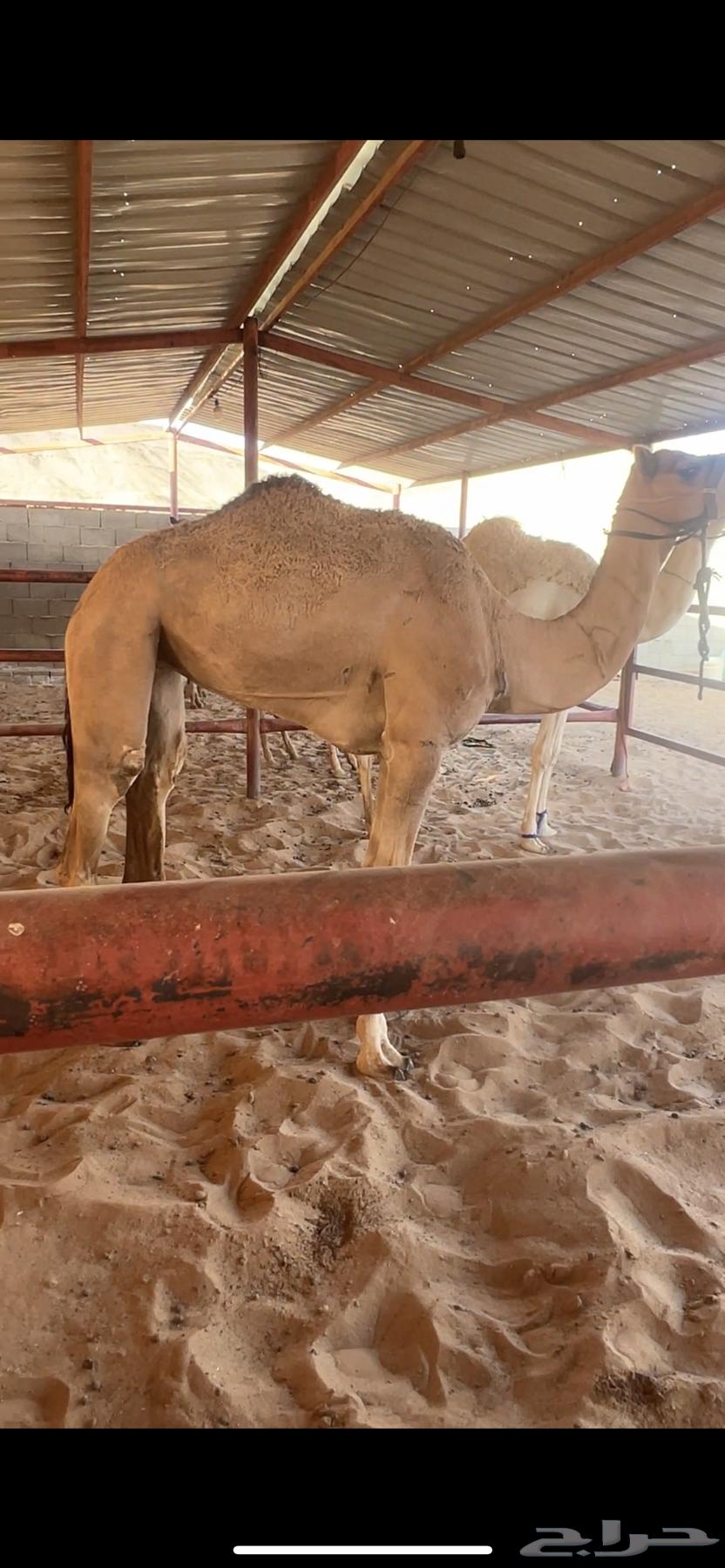 بكار للبيع64224533530626110