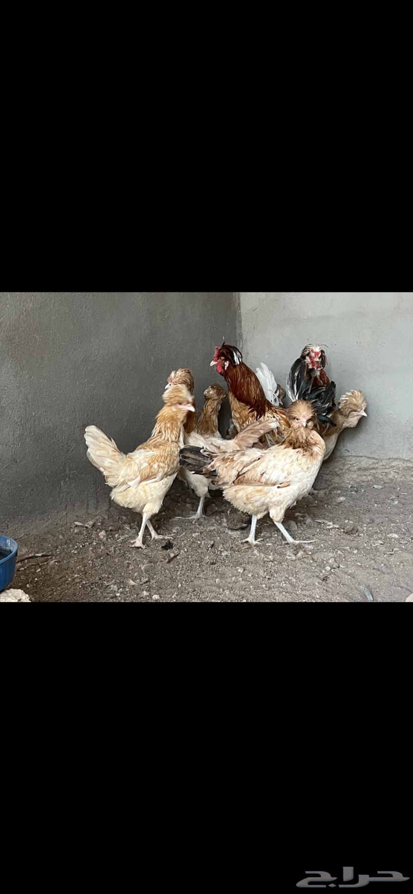 للبيع دجاج بولش بياض64225996505857114