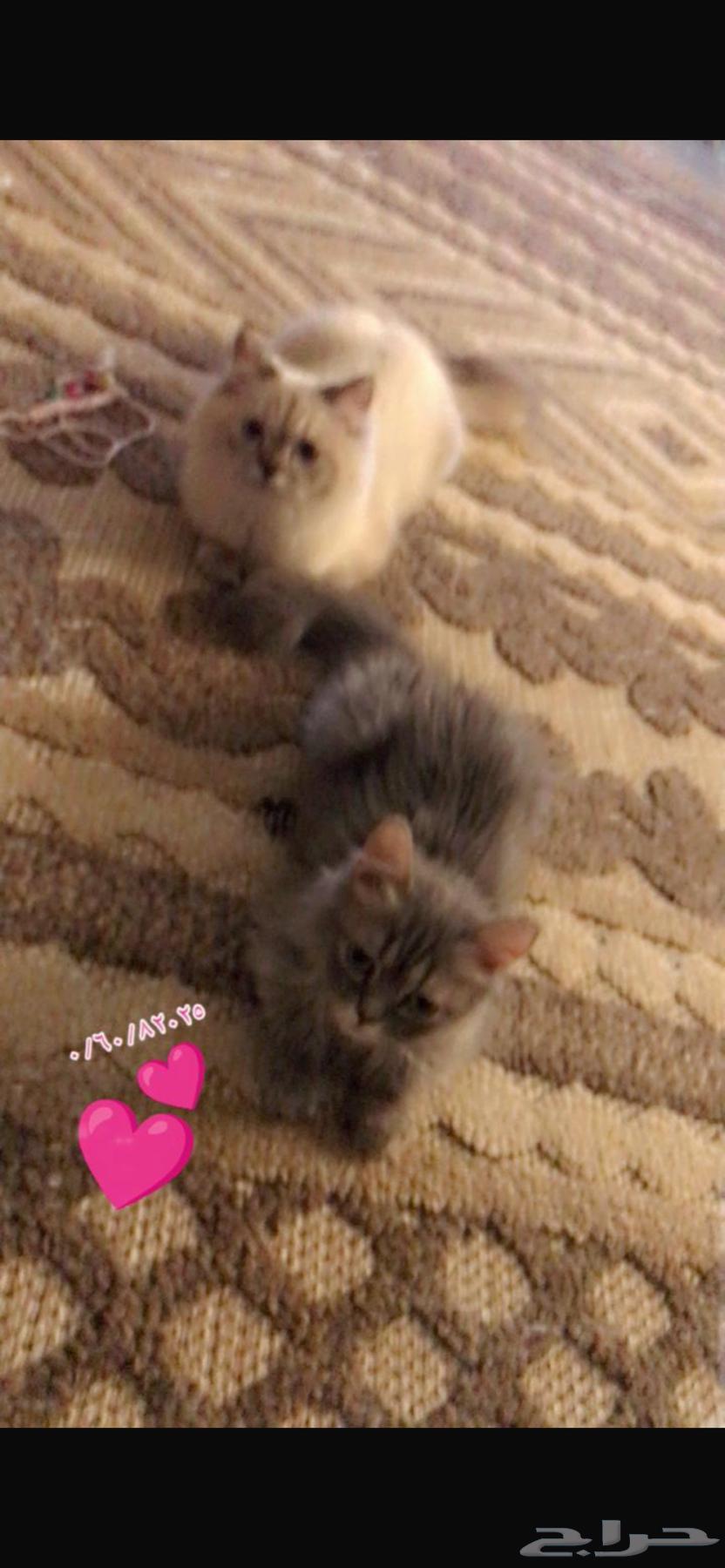 الاثنين أنثى الصغيره شهرين و الكبيره ثلاثه شهور64228013883650110