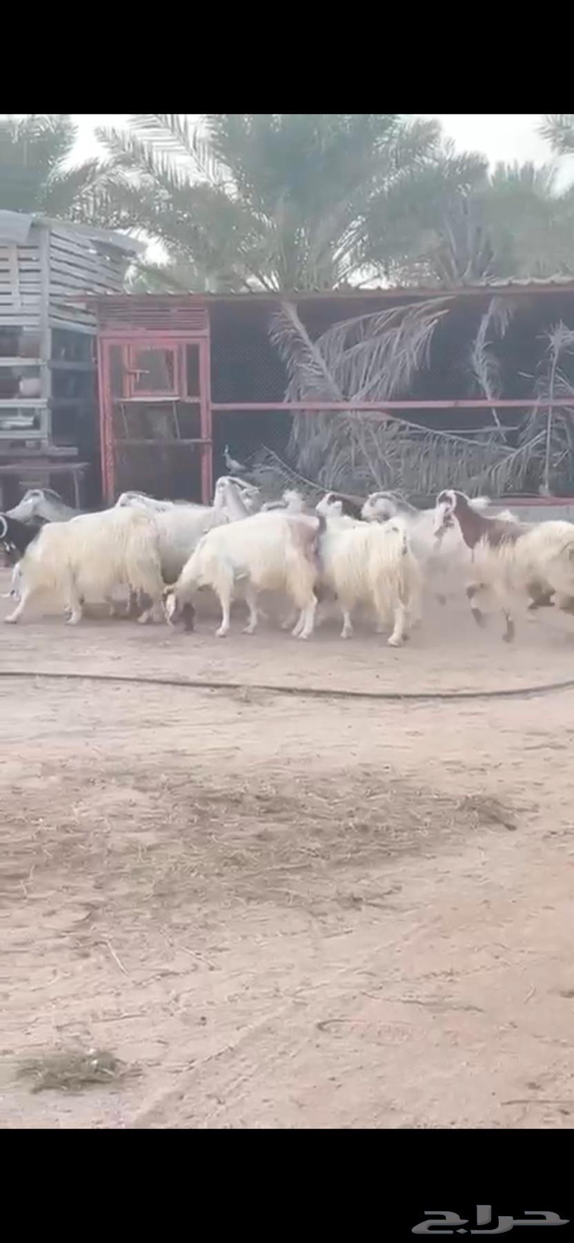 Goats for sale Maraeek64230486568195112