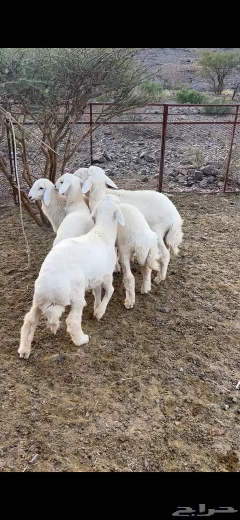 بهم للبيع - تم البيع64230816508163110