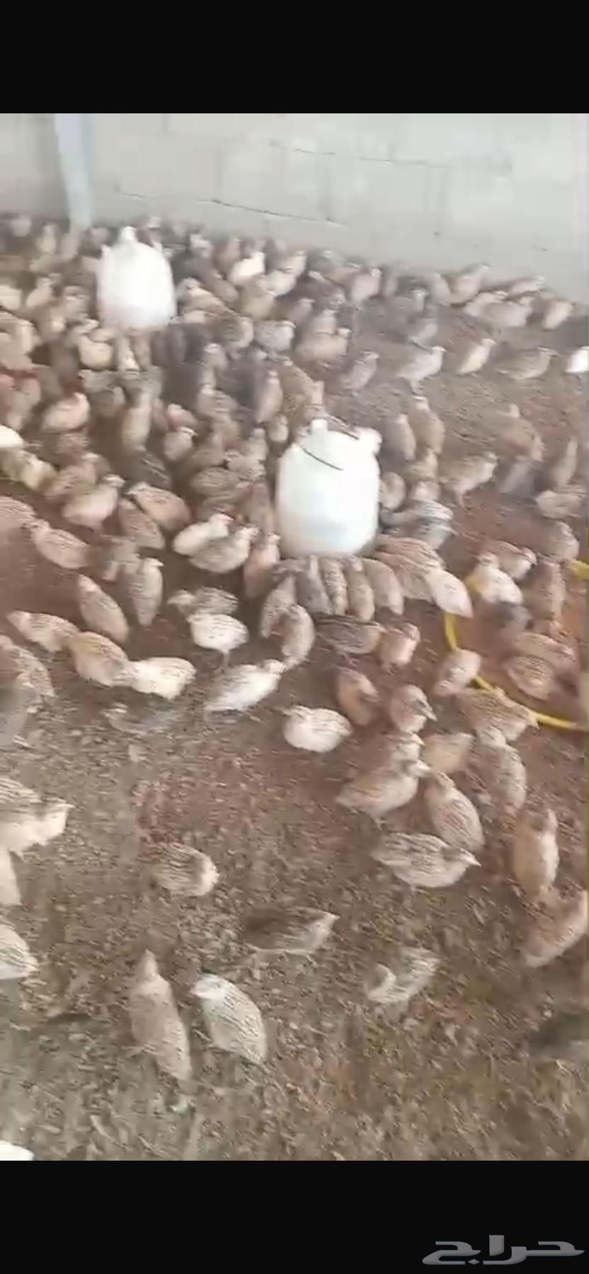 Quail birds for sale64120018385794112