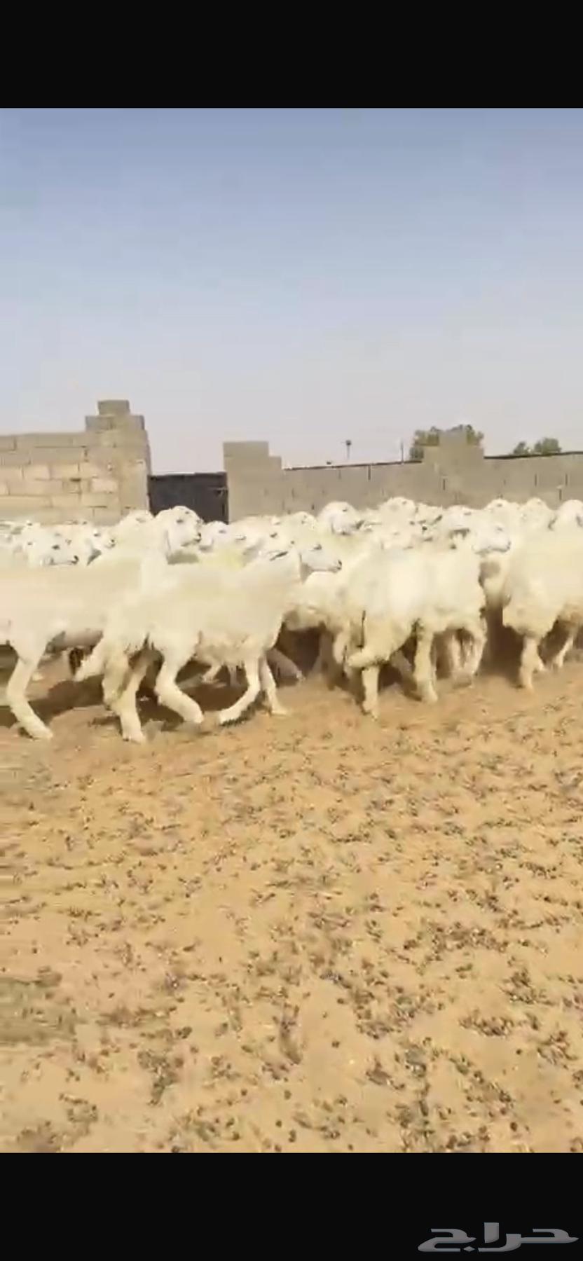 Rakhla Hurriyat Harsh Sinf Mura7 Khawat Ba3d64226394560898110