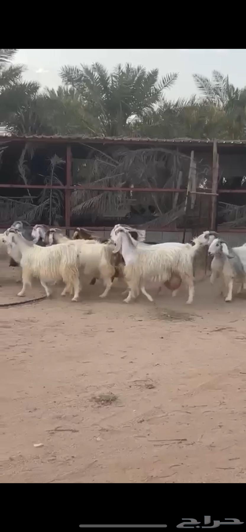 Goats for sale Maraeek64230486568195111