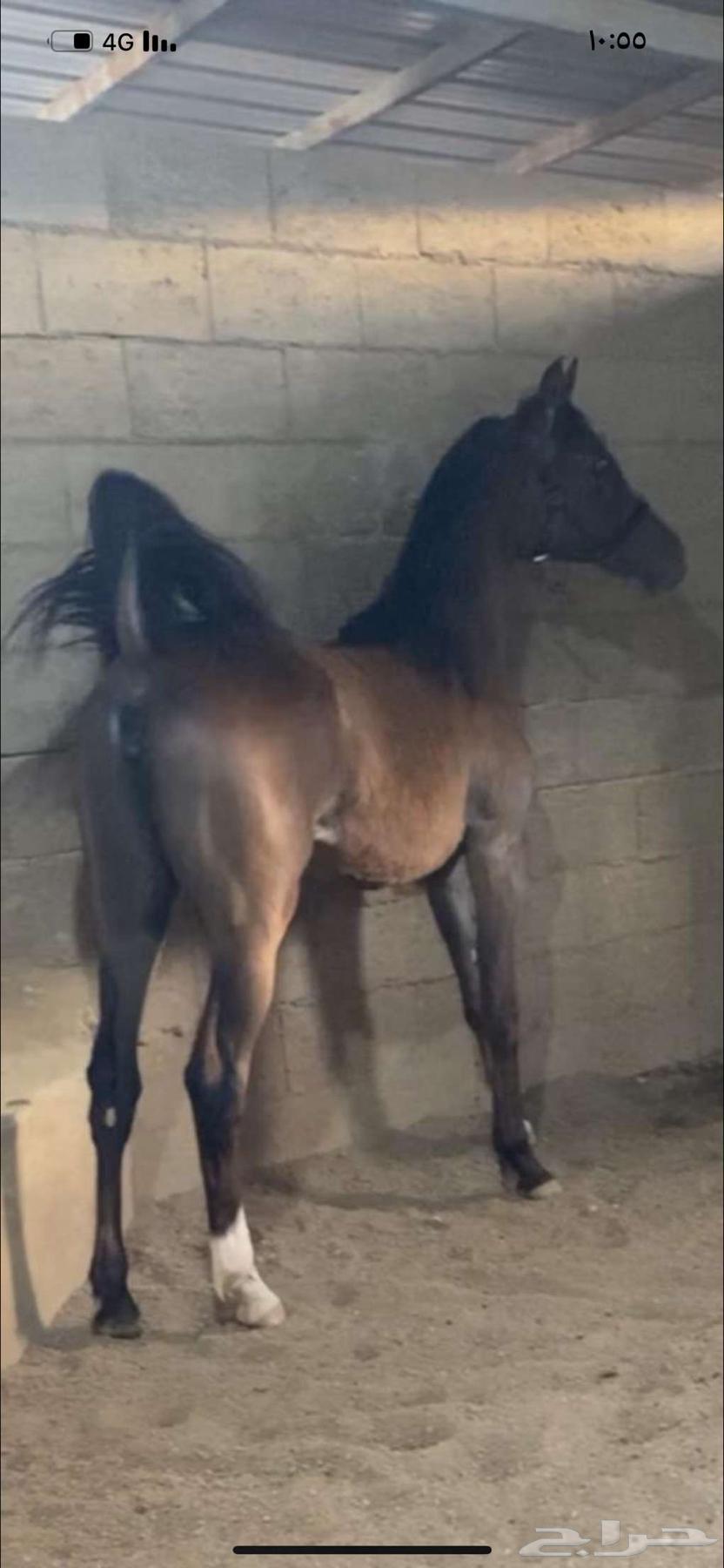 للبيع مهره شعبيه64224992058243113