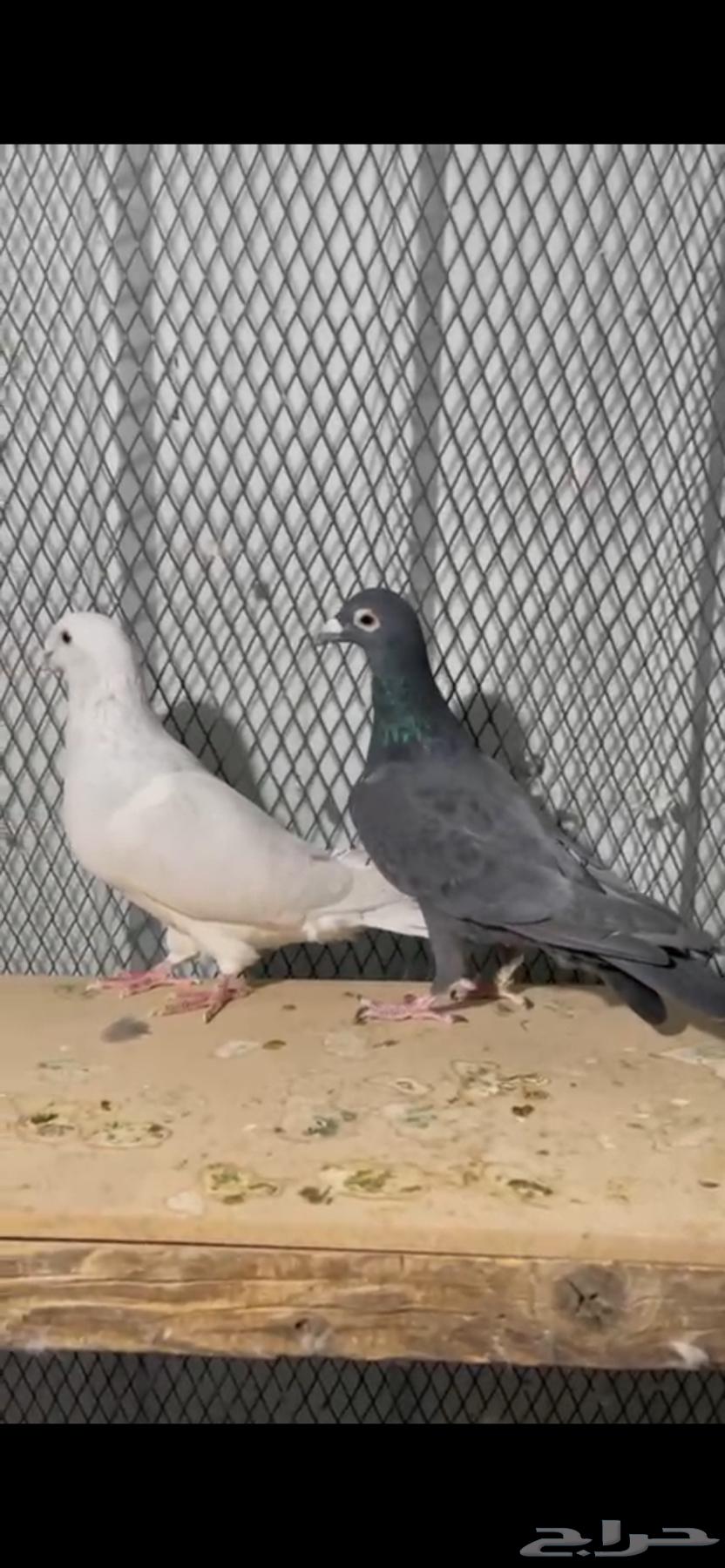 جوز زواجل تركيب جديد64218790545665110