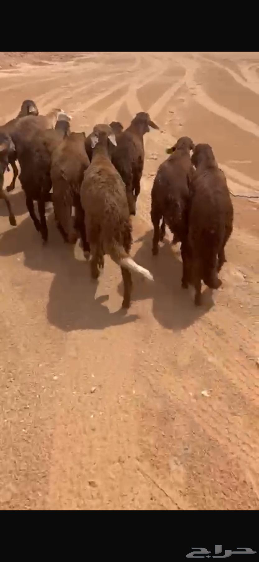 للبيع سواكن حمري مرابي ( تم البيع جمله )64217543560834111