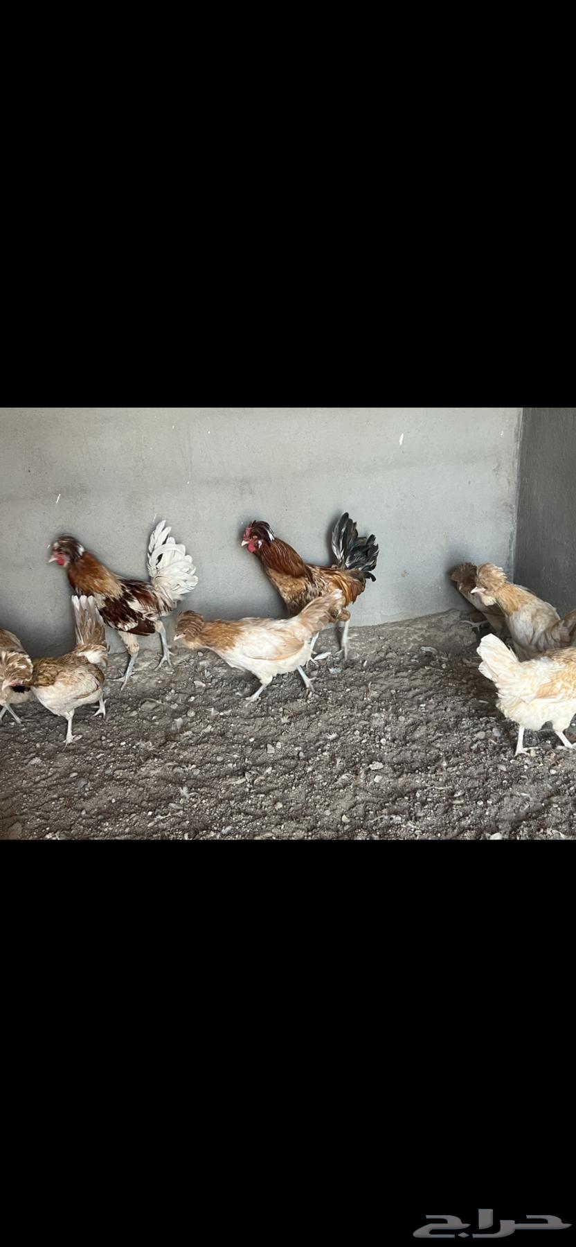 للبيع دجاج بولش بياض64225996505857110