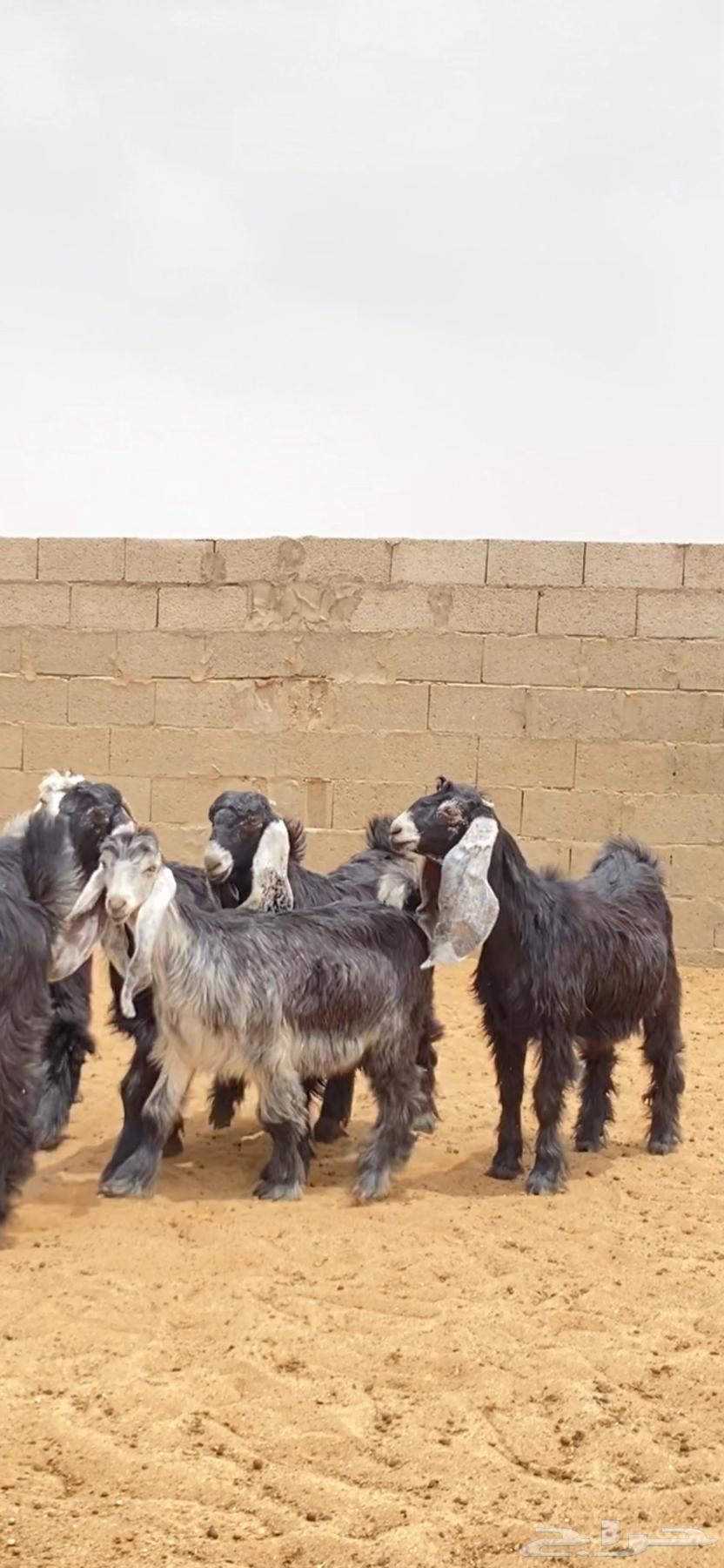 جفرات عوارض صنف64220691468033111