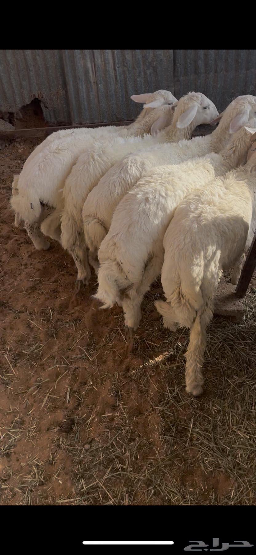 للبيع طليان حري64219449856897110