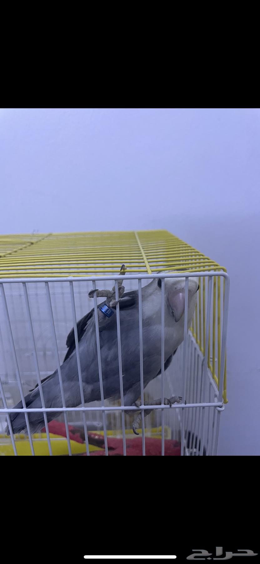 Tayr Yawm Alyf64228950714754112